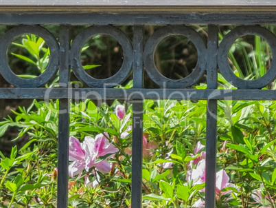 Black Iron Fence