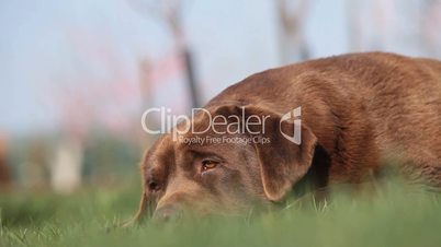 Brown labrador lying on the grass in spring