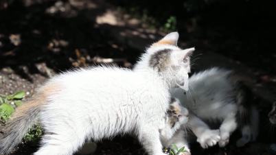 Two  kittens playing on the ground