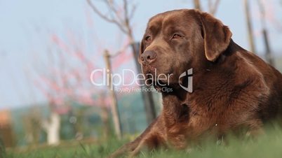 Brown labrador lying on the grass in spring