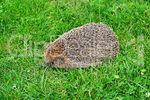 Prickly hedgehog on a green grass