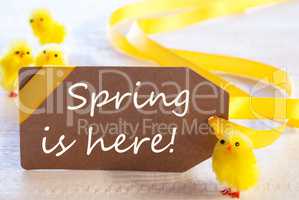 Easter Label, Chicks, Text Spring Is Here