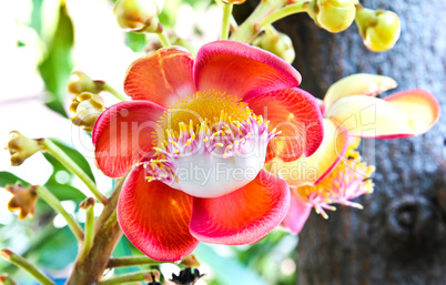 A flower from the unusual cannonball tree (Couroupita guianensis