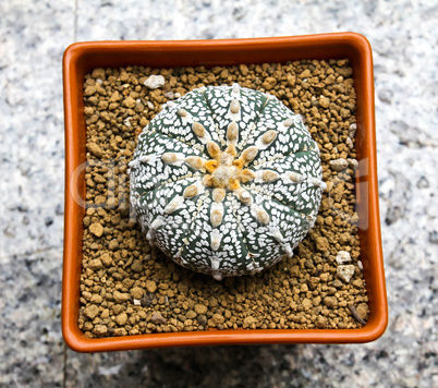 Cactus in a pot top view