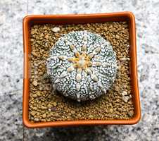Cactus in a pot top view