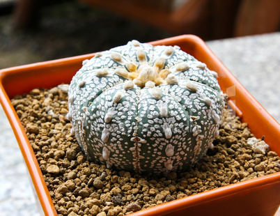 Cactus in a pot.