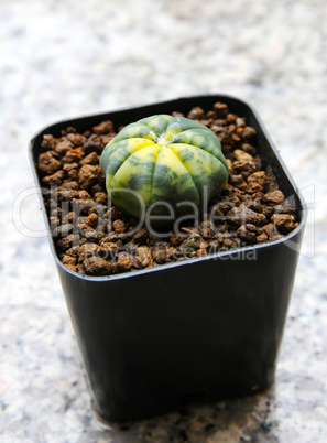 Small cactus in a pot.