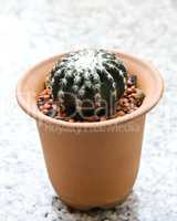 Small cactus in a pot.