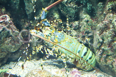 Lobster in an aquarium.