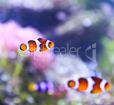 The Marine Fish - Ocellaris clownfish