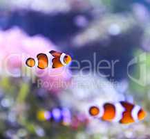 The Marine Fish - Ocellaris clownfish