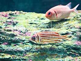A photo of tropical fish in an aquarium.