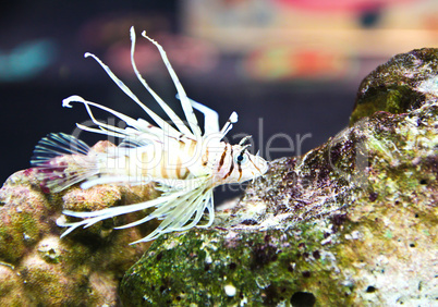 A photo of tropical fish in an aquarium.