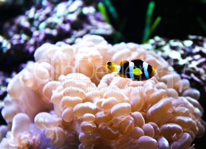 Coral Reef and Tropical Fish in an aquarium.