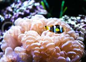 Coral Reef and Tropical Fish in an aquarium.