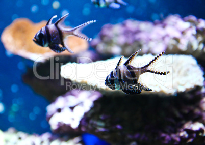 Banggai Cardinalfish in a aquarium (Pterapogon kauderni)