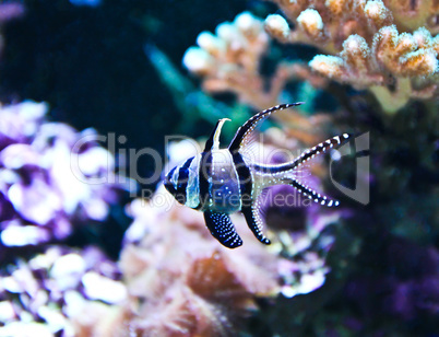 Banggai Cardinalfish in a aquarium (Pterapogon kauderni)