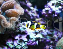 Coral Reef and Tropical Fish in an aquarium.