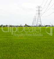 Paddy Rice Fields.