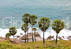 Sugar Palms by the Andaman Sea, Phuket, Thailand.