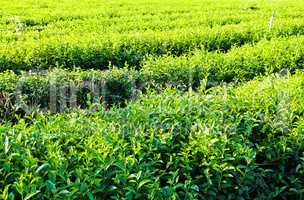 Pattern of tea plantation ,Chiang Rai province north of Thailand