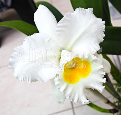 White Cattleya orchid