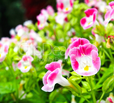 Torenia flower