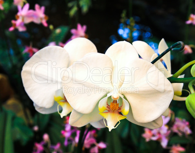 Close-up of white orchids.