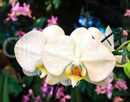 Close-up of white orchids.