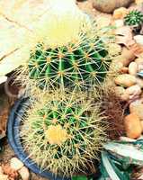 Cactuses in the garden