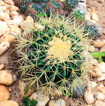 Cactus in the garden