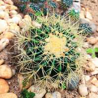 Cactus in the garden