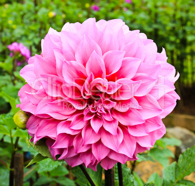 Dahlia flower