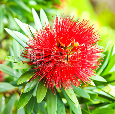 Red Golden Penda flower, Flowering Red Xanthostemon Chrysanthus