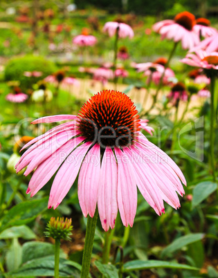 Blossoming garden flowers