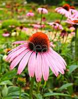 Blossoming garden flowers