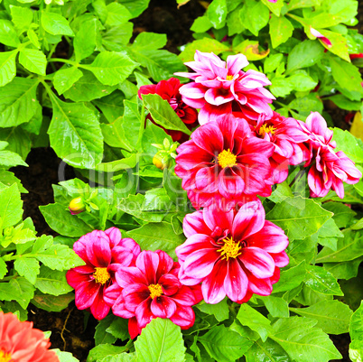 Dahlia flowers growing in the garden