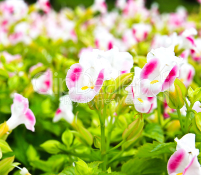 Torenia flower