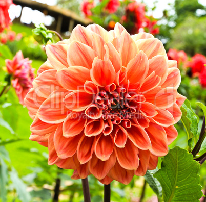 Dahlia flower