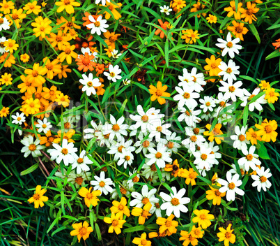 Zinnia flower field