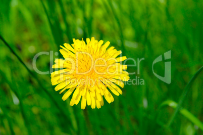 Yellow dandelions on a green meadow