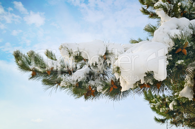 pine branch covered with snow against the blue sky