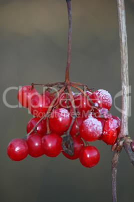 Vogelbeeren im Winter