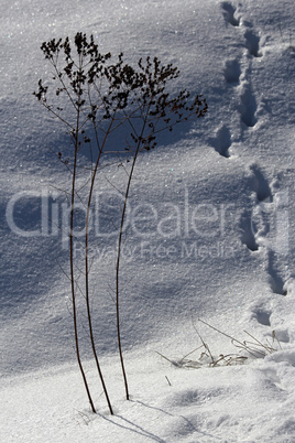 Spuren im Schnee