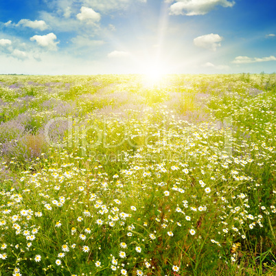 Field with daisies and sun on blue sky, focus on foreground