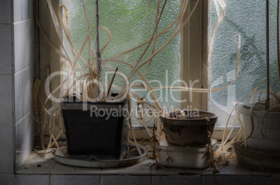 vergessene pflanzen am fenster