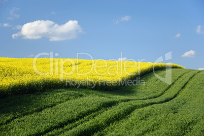 Rapsfeld