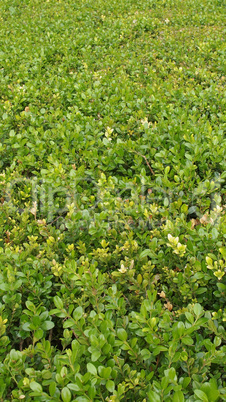 Meadow grass Meadow grass