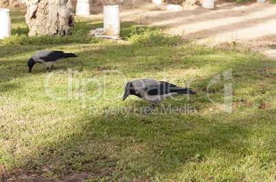 Carrion crow, Corvus corone, bird on grass photo