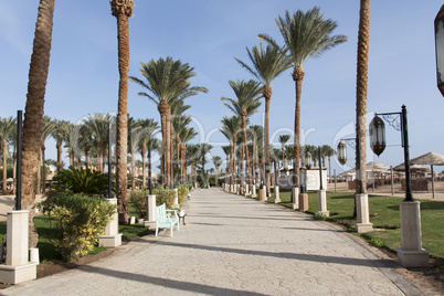 An oasis of palm trees and greenery photo. Embankment along the beach in Makadi, Egypt